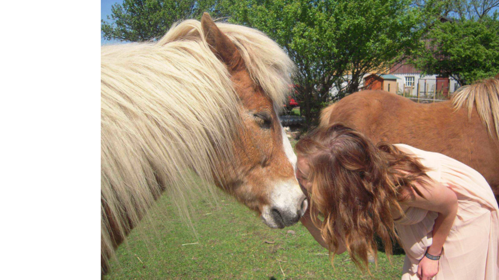 Hestemassør Line Holm-Bode fra EASE Equine Bodywork med sin islænder Diddi. 