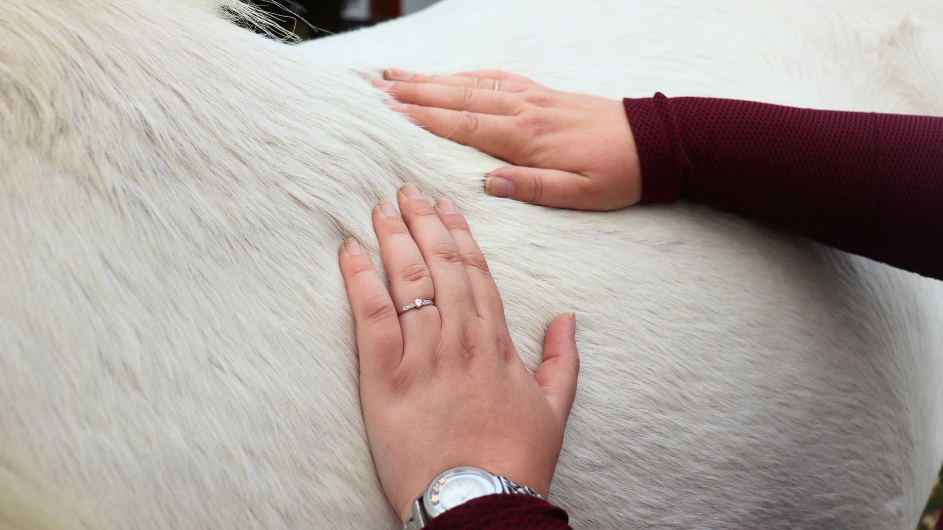 Hestemassør Line Holm-Bode fra EASE Equine Bodywork udfører hestemassage på en hest. 